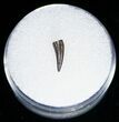 Richardoestesia Raptor Tooth - #11389-1